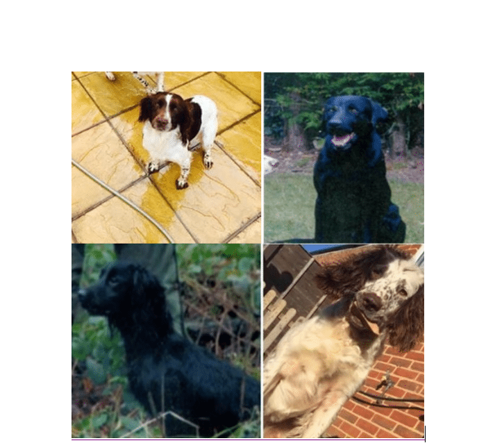 £1,000 reward for return of stolen Bedfordshire dogs 