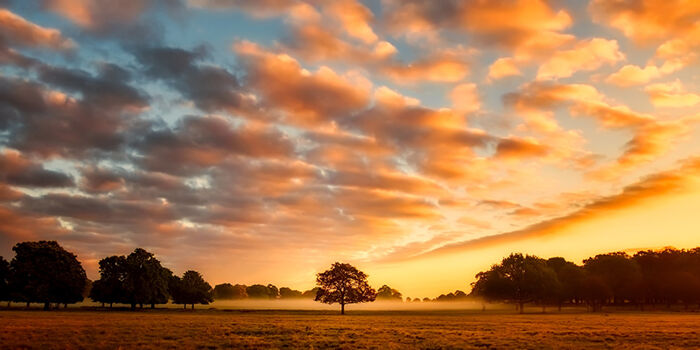 Essex countryside crime
