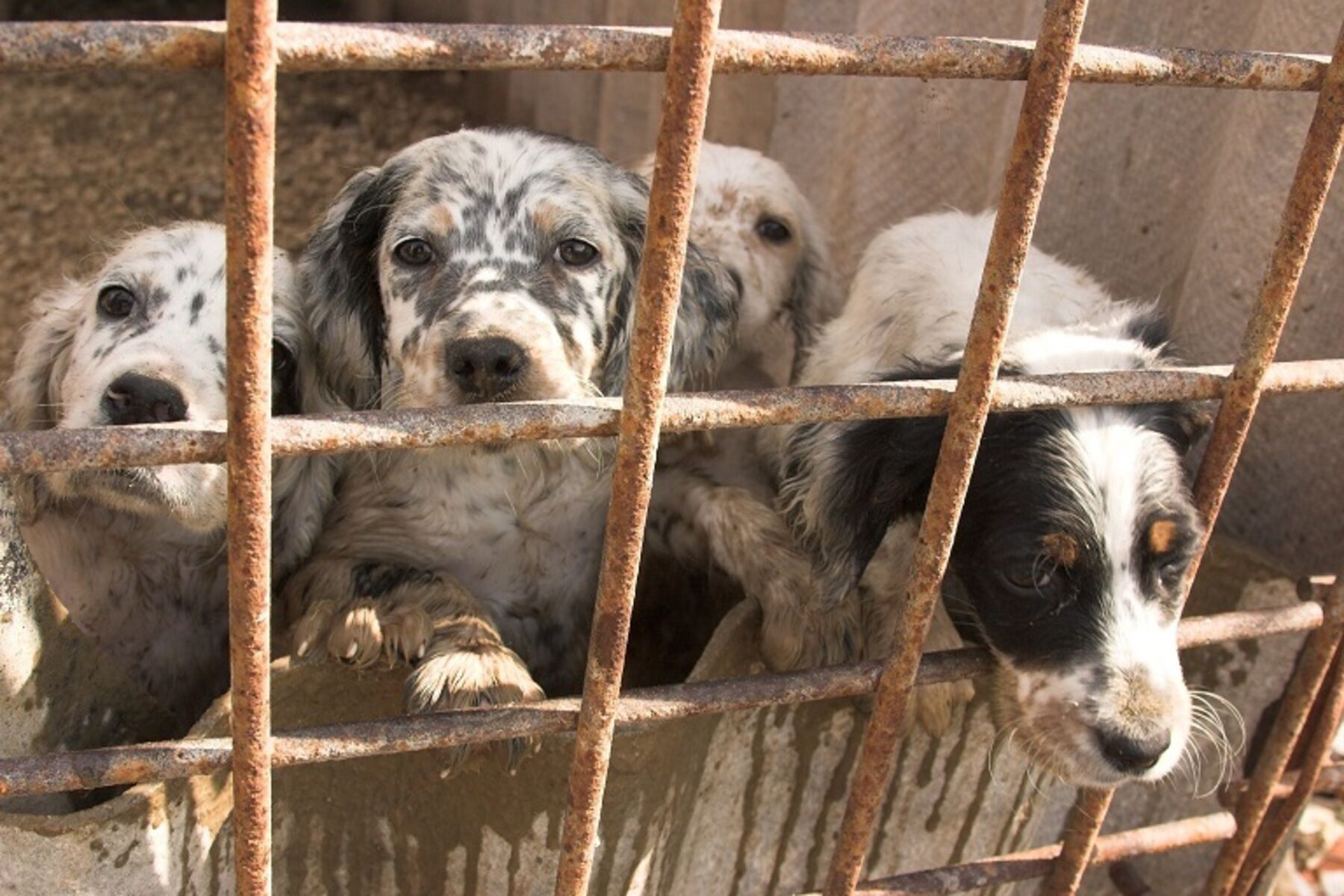 Puppy smuggling &amp; dog theft