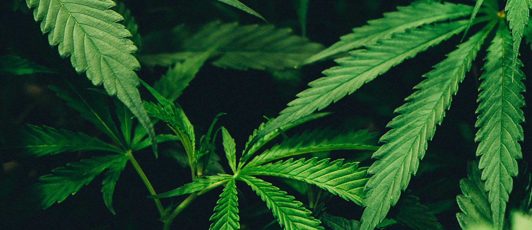 Cannabis cultivation<br>