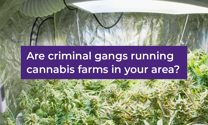 Criminal gangs growing cannabis in your area