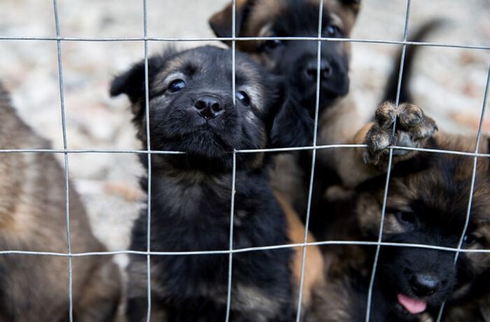 Buying puppies online risks harming pets and funding dangerous criminals