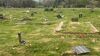 Reward offered for information on vandalism of Watford cemetery grave plaques