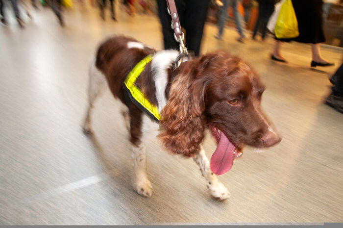 UK deploys world’s first dogs trained to detect deadly synthetic opioids