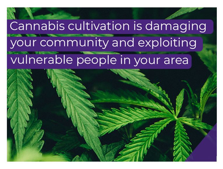 Campaign launched to raise awareness of residential and commercial cannabis cultivation dangers